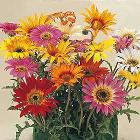 Arctotis acaulis 'Harlequin Mixed'