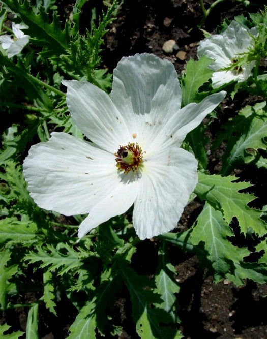 Argemone platyceras