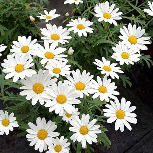 Argyranthemum frutescens