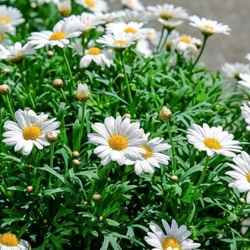 Argyranthemum frutescens