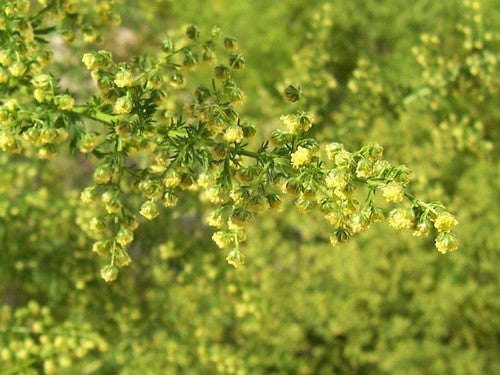 Artemisia annua