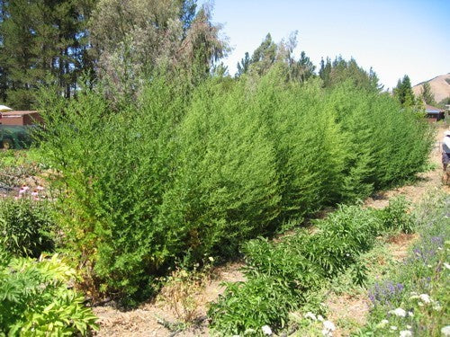 Artemisia annua