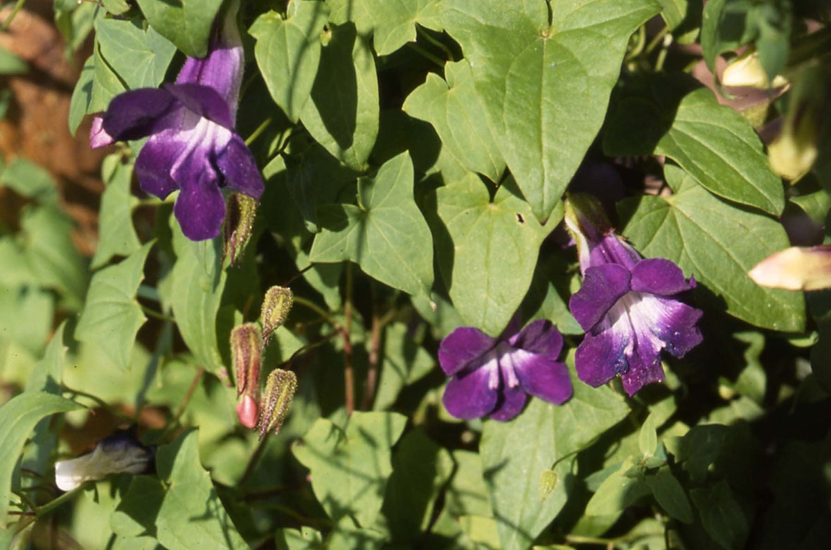 Asarina scandens 'Blue Tints' / 'Joan Loraine'