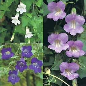 Asarina scandens 'Formula Mixed'