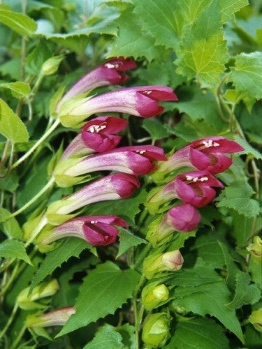 Asarina wislizensis 'Red Dragon'