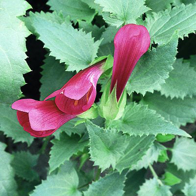 Asarina wislizensis 'Red Dragon'
