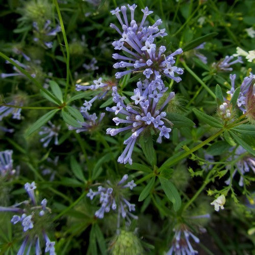 Asperula orientalis
