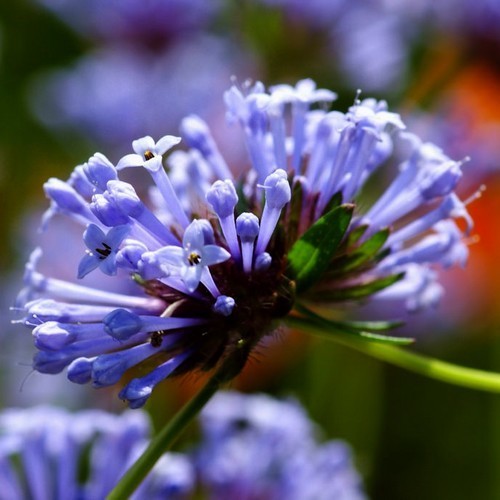 Asperula orientalis