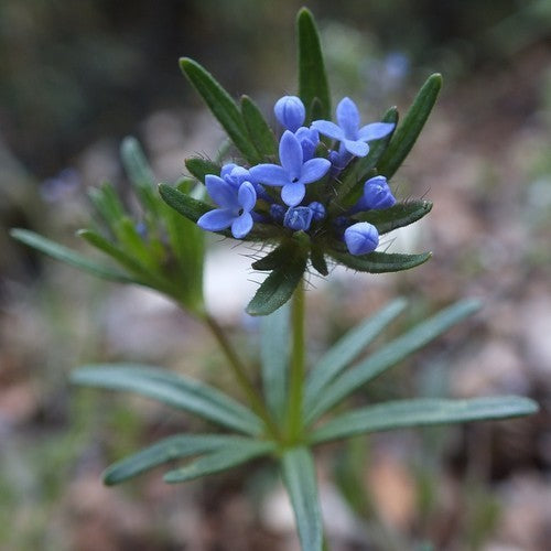Asperula orientalis