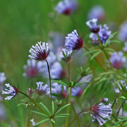Asperula orientalis