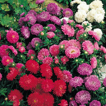 Aster chinensis 'Colour Carpet'