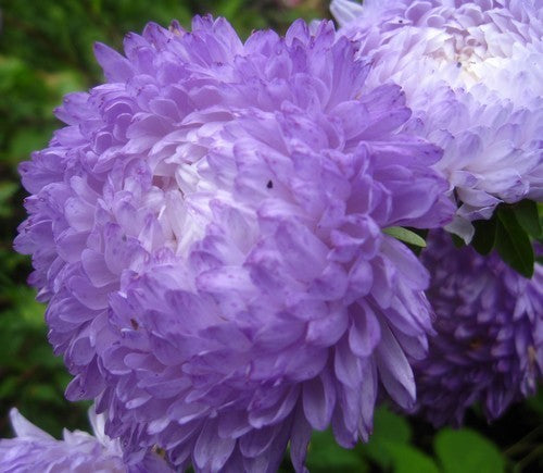 Aster chinensis 'Duchess Blue Ice'