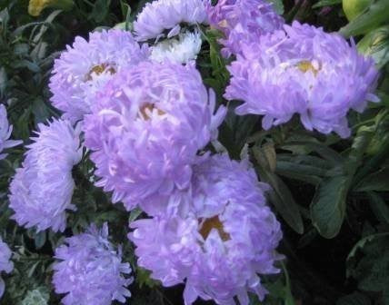 Aster chinensis 'Duchess Blue Ice'