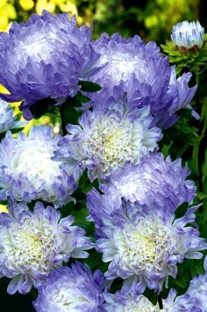 Aster chinensis 'Duchess Blue Ice'