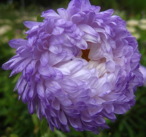 Aster chinensis 'Duchess Blue Ice'