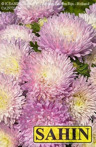 Aster chinensis 'Garden Jewel'