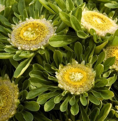 Aster chinensis 'Hulk'