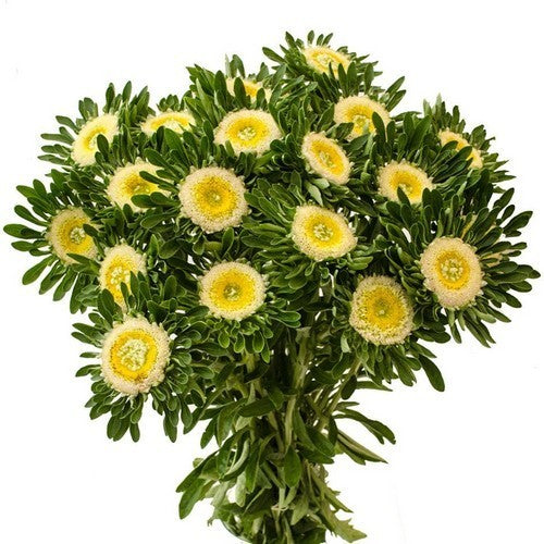Aster chinensis 'Hulk'