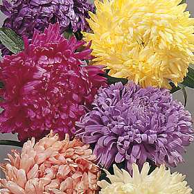 China aster 'Koningin der Hallen'
