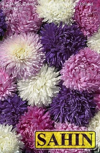 China aster 'Koningin der Hallen'