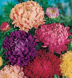 Aster chinensis 'Peony de Truffaunt Melangé' / 'Giant Mum'