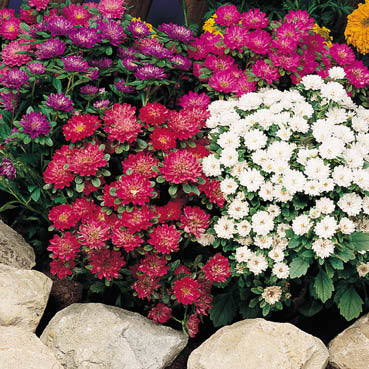Aster chinensis 'Pinocchio'