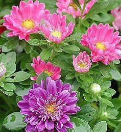 Aster chinensis 'Pinocchio'