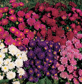 Aster chinensis 'Pinocchio'