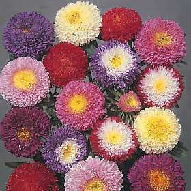 Aster chinensis 'Pompon Mixed'