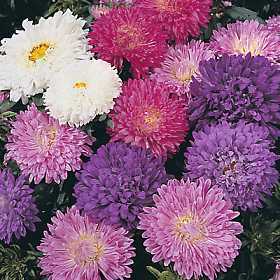 Aster chinensis 'Princess Mixed' / 'Duchess Mixed'