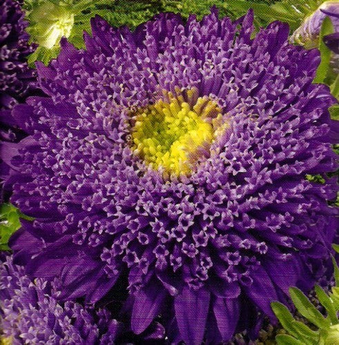 Aster chinensis 'Princess Christin Blue'