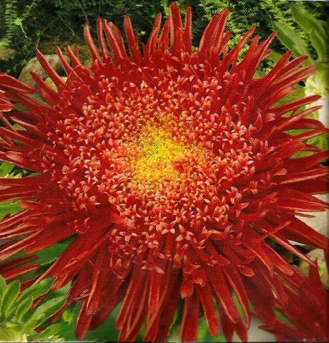 Aster chinensis 'Princess Red'