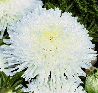 Aster chinensis 'Princess White'