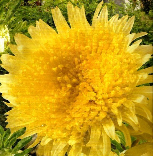 Aster chinensis 'Princess Yellow'
