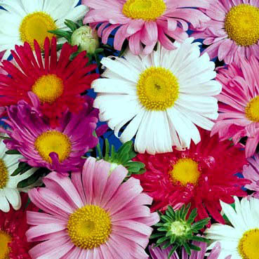 Aster chinensis 'Single Rainbow Mixed'