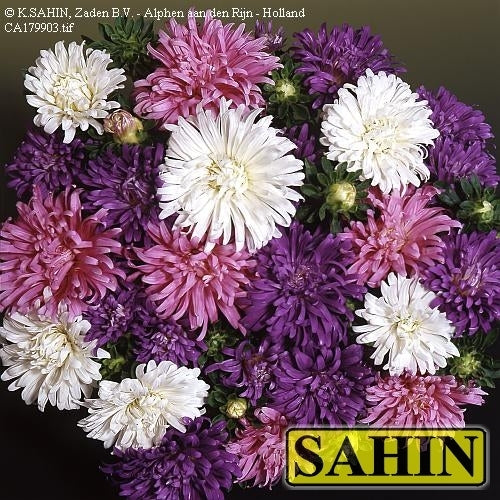 Aster chinensis 'Struisveder' / 'Ostrich Plume'