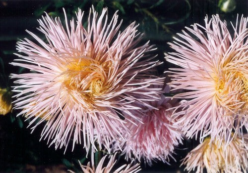 Aster chinensis 'Florette Champagne' / 'Superstraal Nova Apr'