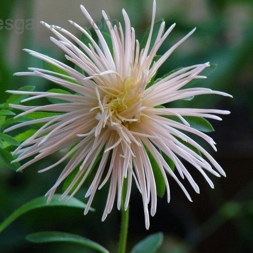 Aster chinensis 'Florette Champagne' / 'Superstraal Nova Apr'