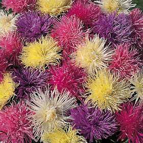 Aster chinensis 'Superstraal Nova Mixed'