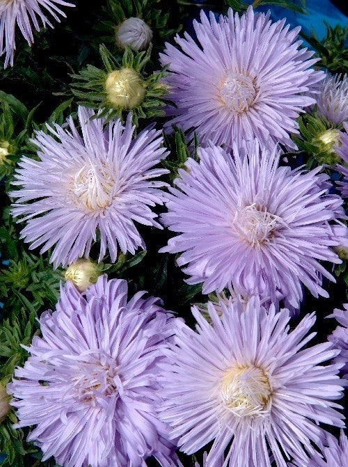 Aster chinensis 'Superstraal Nova Light Blue'