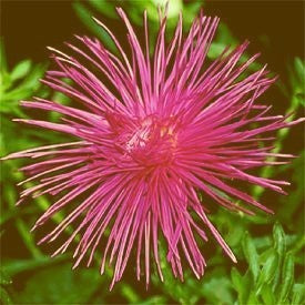 Aster chinensis 'Superstraal Nova Rose'
