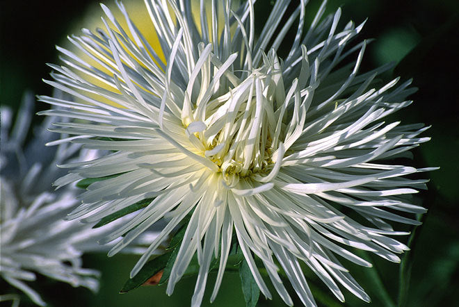 Aster chinensis 'Superstraal Nova White'