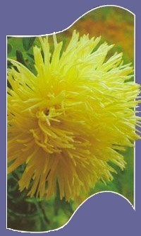 Aster chinensis 'Superstraal Nova Yellow'