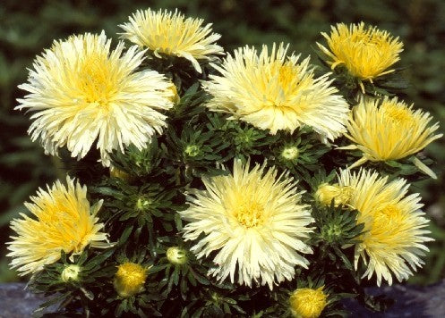 Aster chinensis 'Superstraal Nova Yellow'