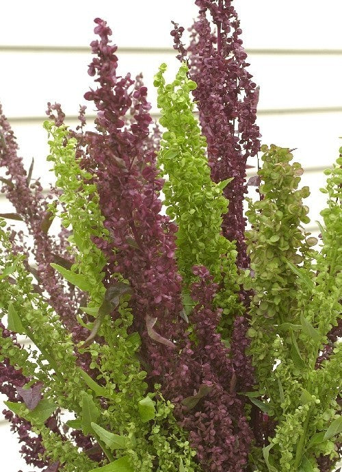 Atriplex hortensis 'Best Colours'