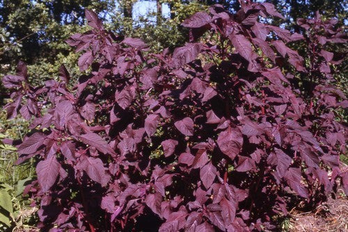 Atriplex hortensis 'Red Plume'