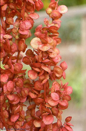 Atriplex hortensis 'Red Plume'