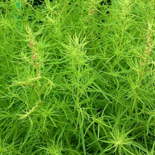 Bassia scoparia 'Trichophylla'
