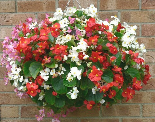 Begonia semperflorens 'Summer Rainbow' F2