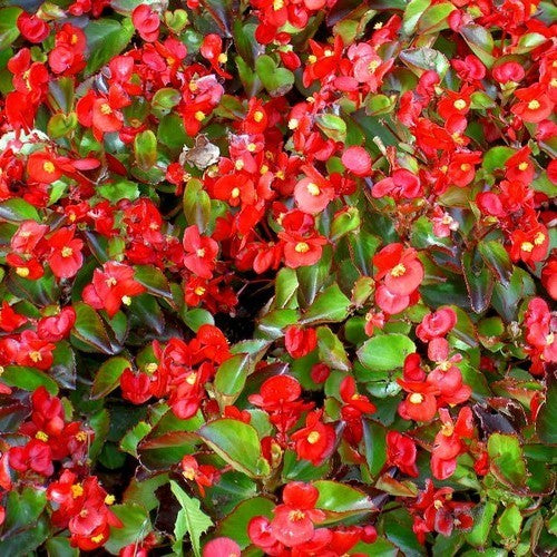 Begonia semperflorens 'Super Olympia Red' F1